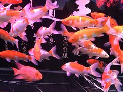 -花鸟鱼虫鲜花绿植市场(玉泉路店)