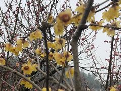 -香雪海
