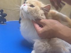 -佳雯宠物医院·皮肤科·内外科(春晓路分院)