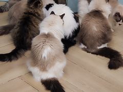 -安格丽娜·狗咖·猫咖羊驼咖(春熙路百盛商场店)