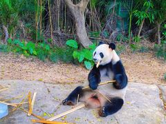 -广州长隆野生动物世界