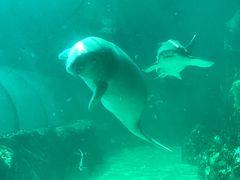-悉尼海洋生物水族馆