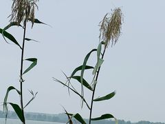 -南湖湿地公园