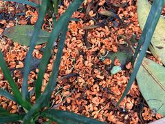 -库迪咖啡(金科星耀天都店)