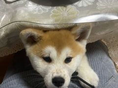 -宠颐生斯嘉宠物医院·急重症·心内科(谷阳北路分院)