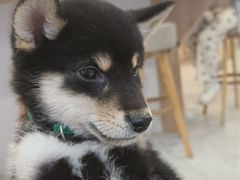 -柴犬小屋·柴餐厅·狗咖食堂(金鼎广场店)