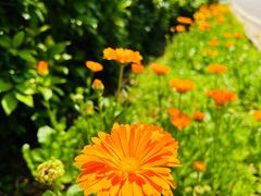 -武汉紫薇都市田园