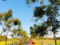 -上海长兴岛郊野公园