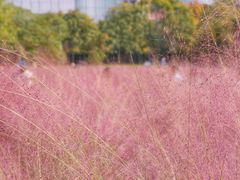 -艾溪湖湿地公园