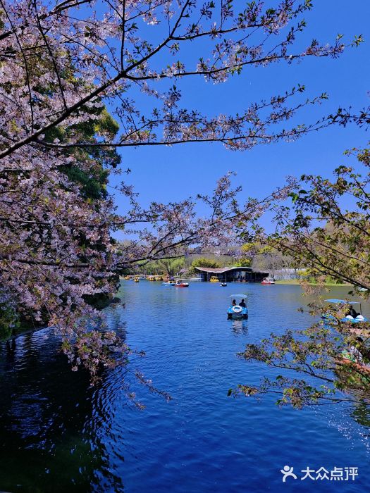 上海共青森林公园图片