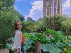-陈家山荷花公园