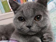 -瑞派长江宠物医院·猫科·外科·24小时夜护(谊城公寓分院)
