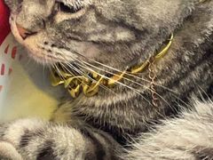 -平行世界·猫咖(首经贸店)