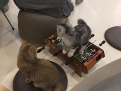 -飞行喵MR PILOT|猫舍·猫咖(静安大融城店)