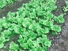 -上海多利农业发展有限公司