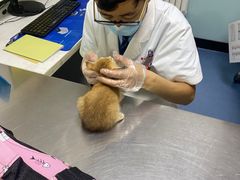 -特一安24小时宠物医院·骨科·中兽医