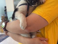 -瑞派申生动物医院·24H夜诊·国际动物医疗中心·骨外科(吴中路店)