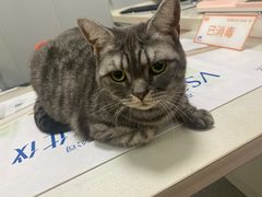 -伟伟宠物医院·瑞派猫友好医院·猫科(光谷店)