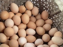 -马陆小张葡萄园农家乐