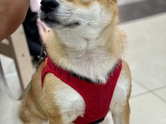 -爱侣宠医·鹦鹉专科·小型哺乳类·异宠专科(灵石路店)