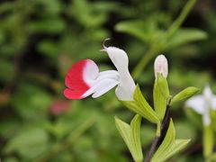 -成都大熊猫繁育研究基地