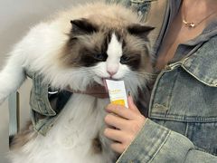 -青奢宠物·青奢猫舍