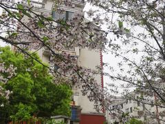 -高东镇樱花园