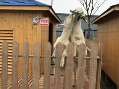 -上海崇明金茂凯悦酒店