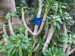-南山植物园