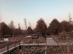-五缘湾湿地公园