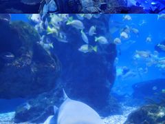 -海合安武汉极地海洋公园