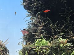 -ADA自然水景世界