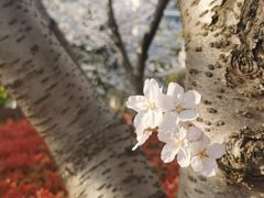 -高东镇樱花园