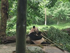 -都江堰中华大熊猫苑
