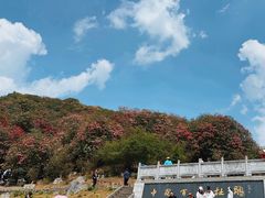 -贵州百里杜鹃风景名胜区