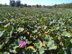 -羊亭河湿地公园