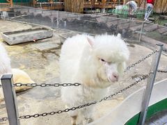 -上海大自然野生昆虫馆(东方明珠·爬宠昆虫探索中心)