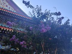 -天津大悲禅院
