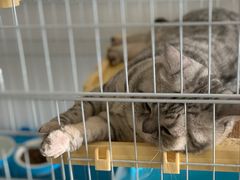 -瑞鹏宠物医院·夜间急症·心超·猫科(祖庙分店)