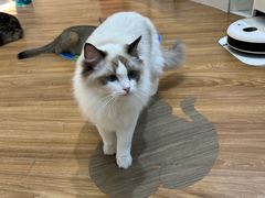 -COLOR PETS 撸猫馆·购猫·猫咖(长风大悦城店)