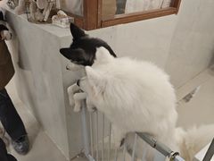 -共舞时光猫咖·狗咖(新街口店)