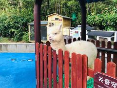 -上海崇明金茂凯悦酒店