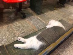 -猫咪博物馆(顶澳仔猫街店)
