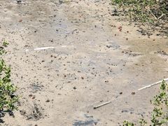 -北海金海湾红树林生态旅游区