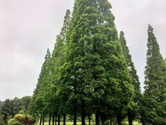 -宜兴龙背山森林公园