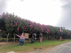 -武汉紫薇都市田园