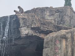 -海南热带野生动植物园