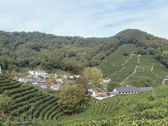 -阿巧茶庄