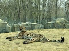 -北京野生动物园