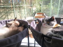 -有猫主题·治愈系猫咖(曾厝垵店)